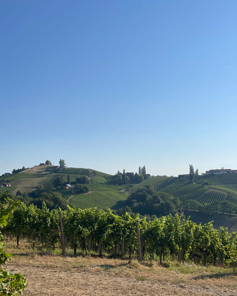 Foto von Weinbergen